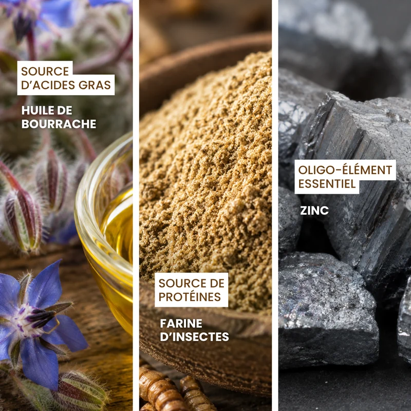 Grattibus : Aliment complémentaire confort cutané