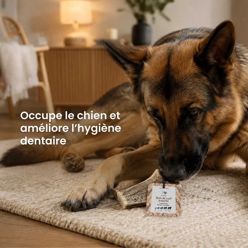 Bois de cerf tranché : La mastication longue durée pour chien