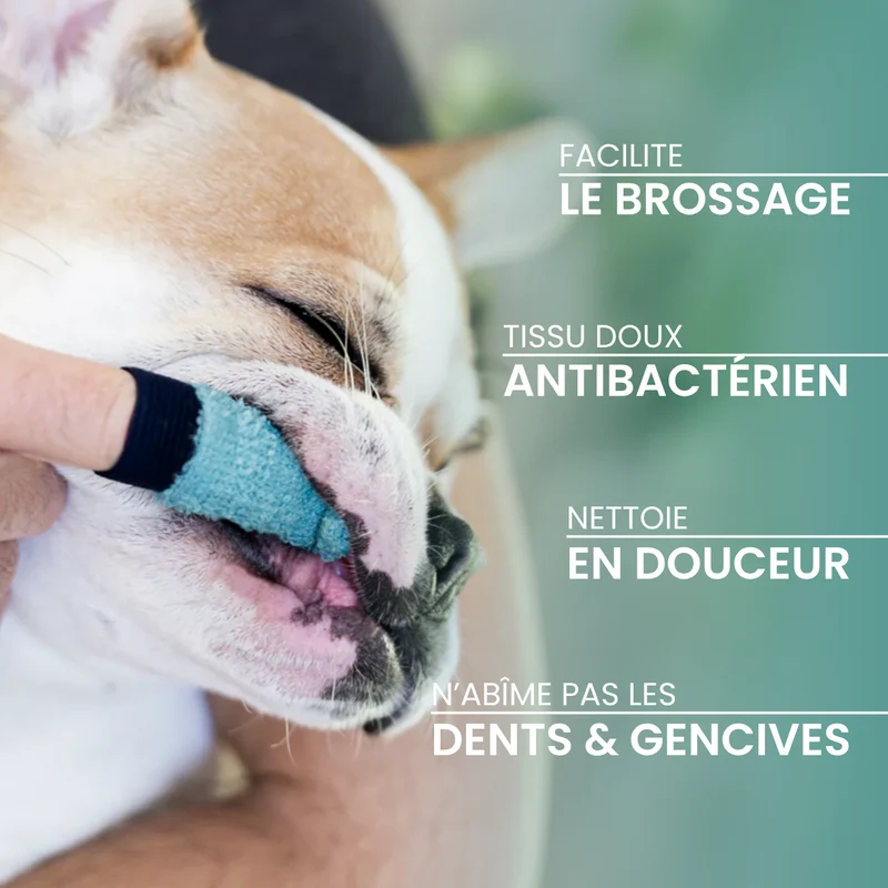 Brosse à dents D&M