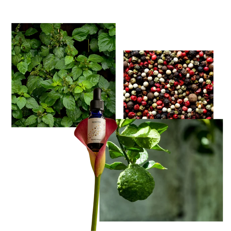 Bundle: Haevn, Aroma Diffuser Gold + 15ml Pepper Palm