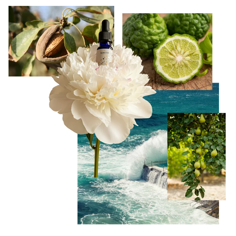 Bondi Bergamot - Scent oil