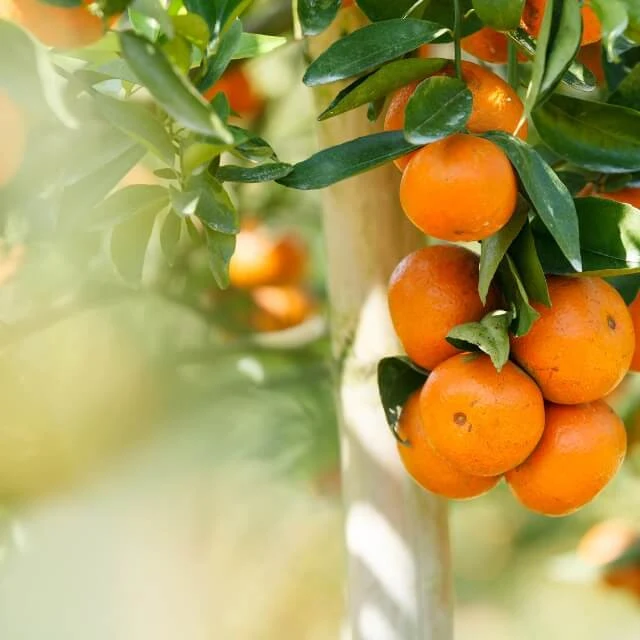 Orange Odyssey - Scent oil