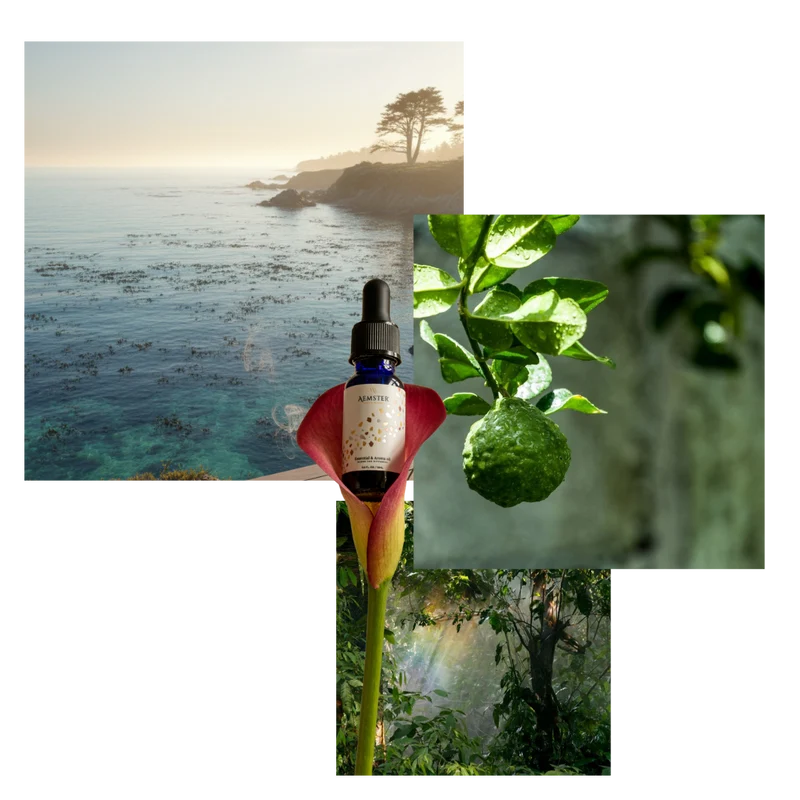 Kelp Forest - Scent oil