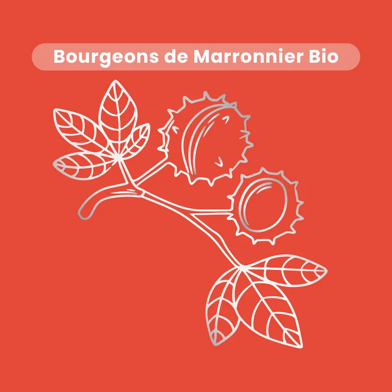 Macérat de Bourgeons - Marronnier Bio