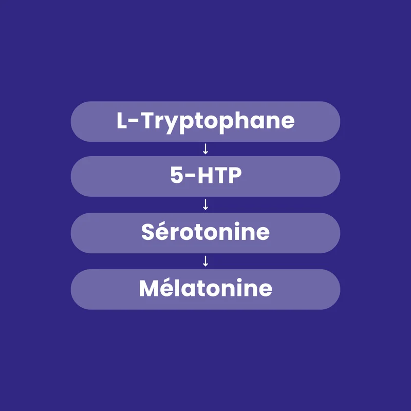 L-Tryptophane + 500 mg - 60 Gélules