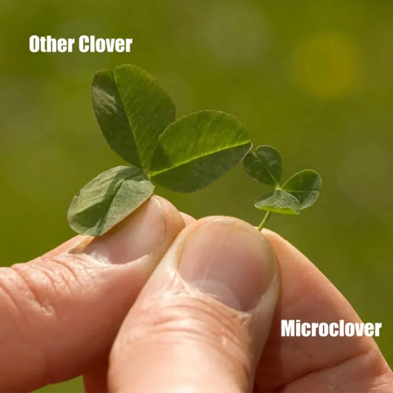 Micro Clover - Clover for Lawns - Seeds - Pure - White - Grass - Grass - Organifer (1500 g)