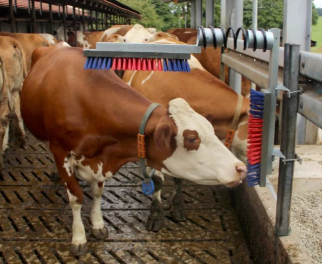 Veeborstelset -Kerbl-