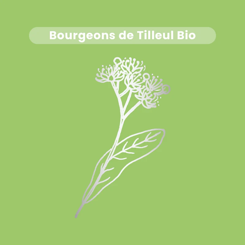 Macérat de Bourgeons - Tilleul Bio