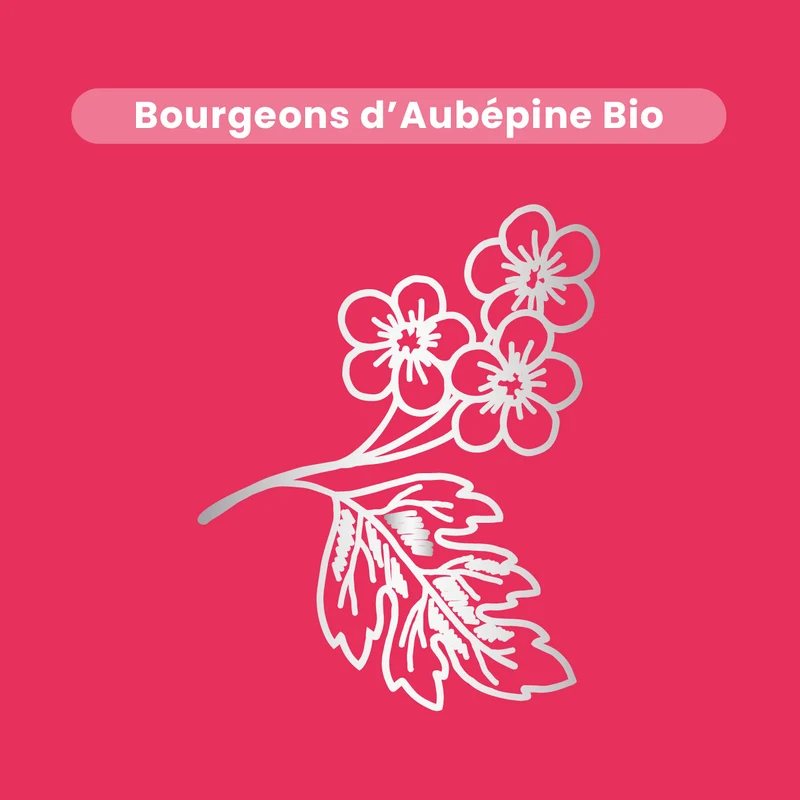 Macérat de Bourgeons - Aubépine Bio