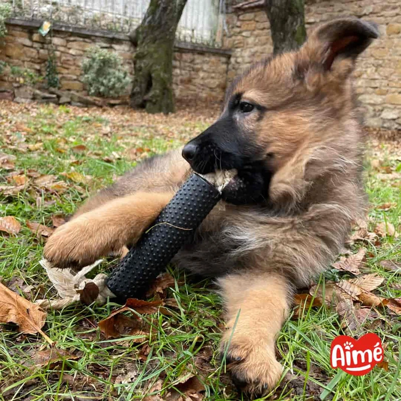 Jouet Corde Très Résistante pour Chien 15cm - 100% Caoutchouc Végétal