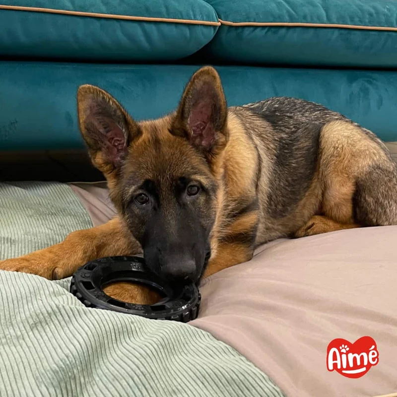 Jouet Pneu Très Résistant pour Chien 15cm - 100% Caoutchouc Végétal