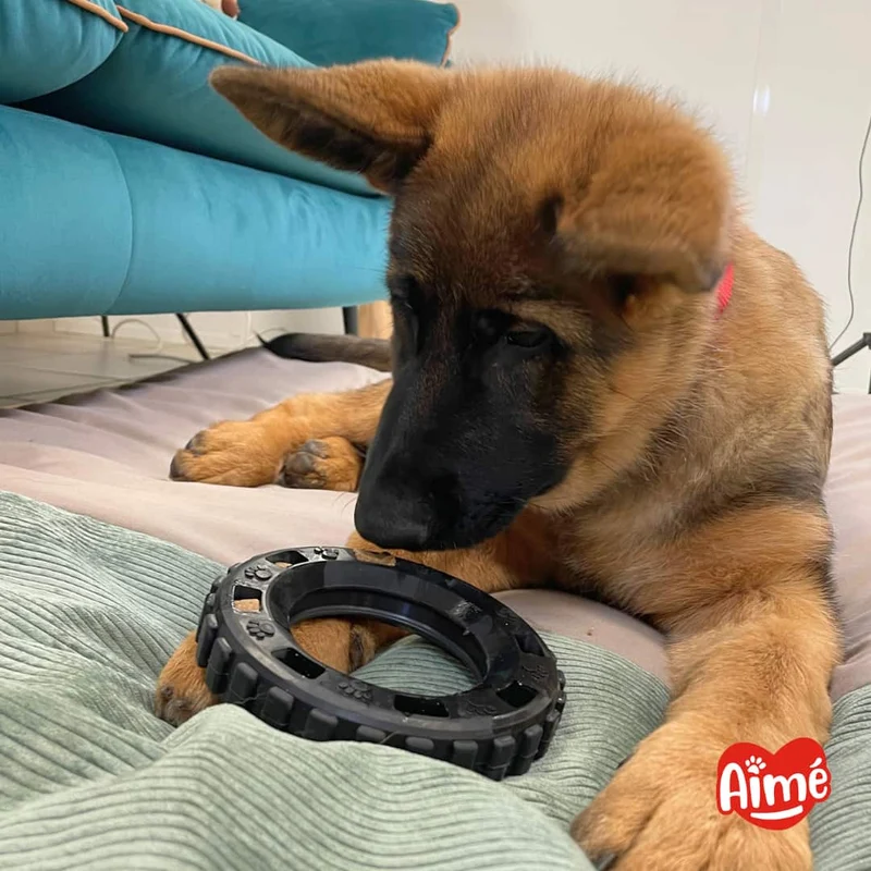 Jouet Pneu Très Résistant pour Chien 15cm - 100% Caoutchouc Végétal