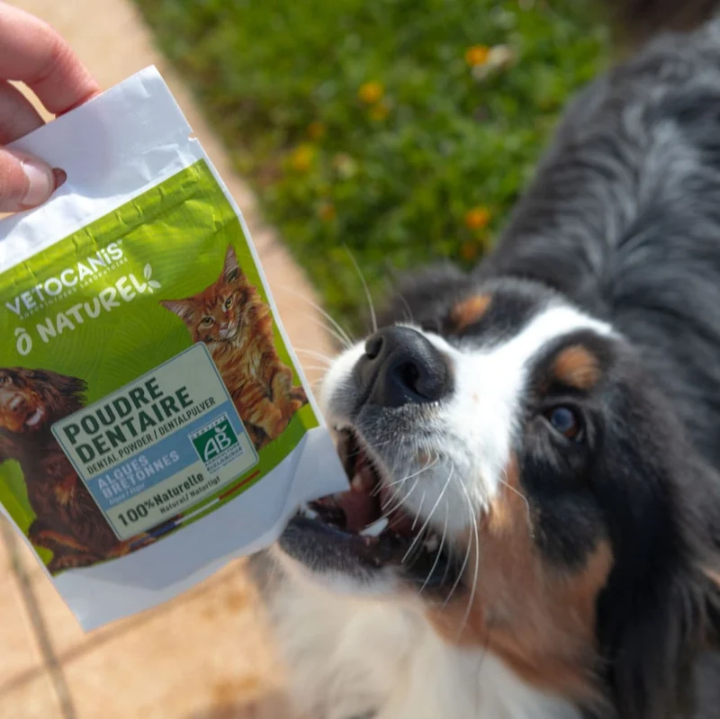 Poudre Dentaire Naturelle pour Chien et Chat