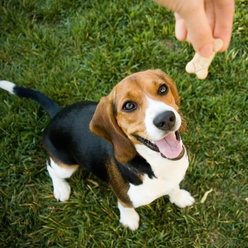 Friandises bœuf/poulet pour Chien 100g