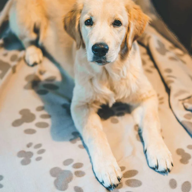 Plaid polaire pour Chat et Chien