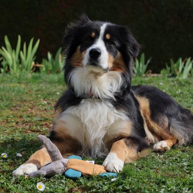 Jouet engagé Elephant pour Chien