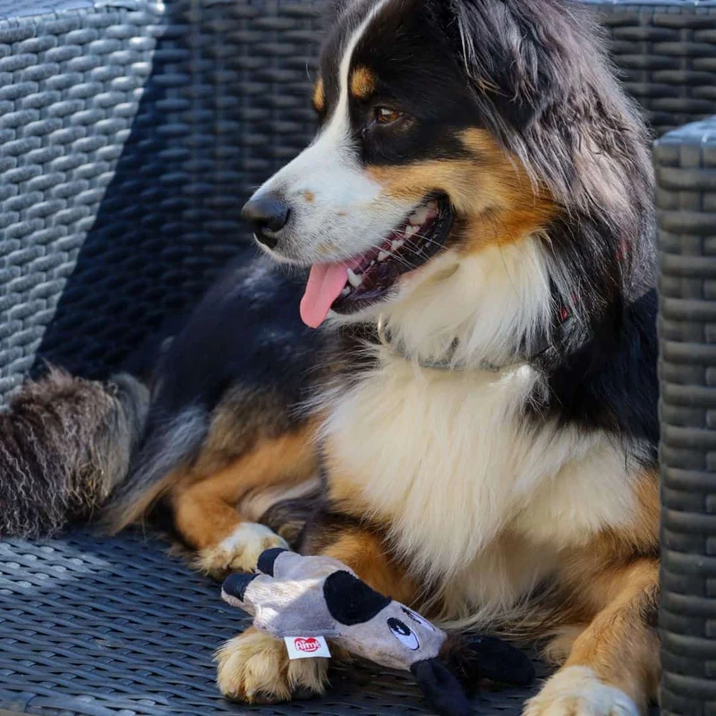 Jouet engagé Cheval pour Chien