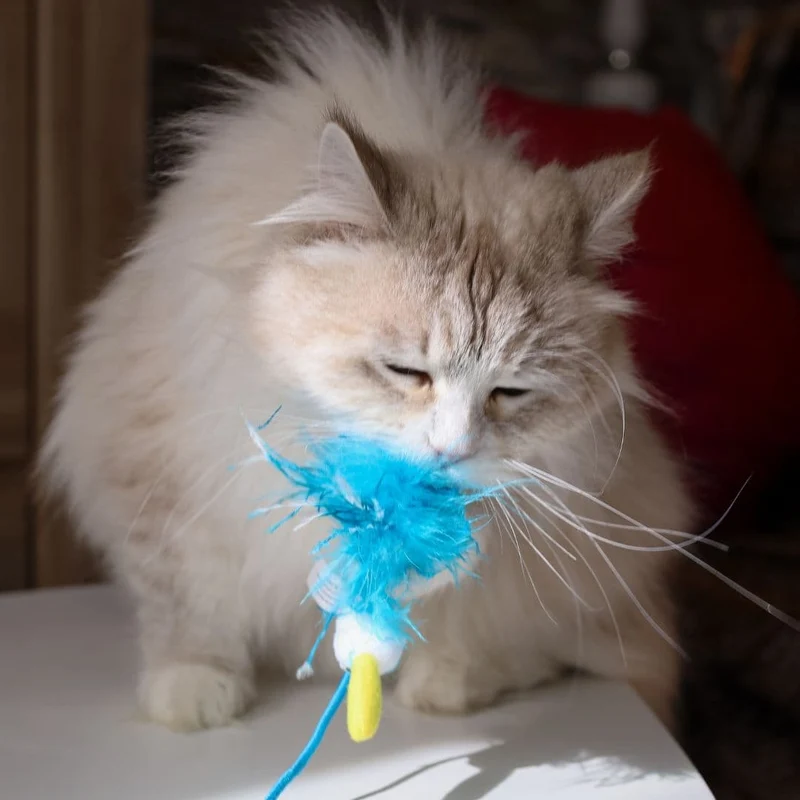 Canne à pêche pour Chat