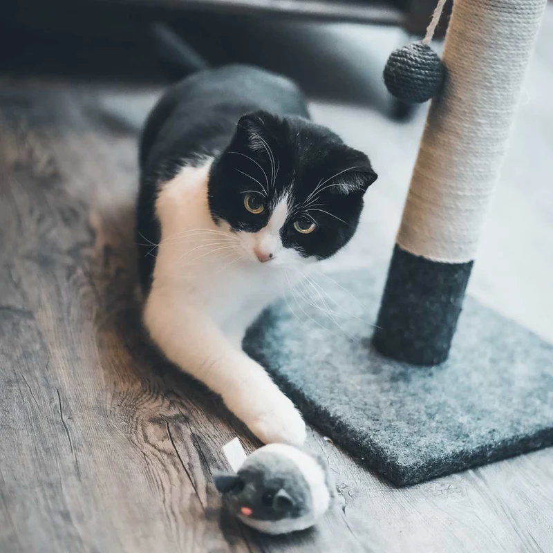 Souris vibreur pour Chat