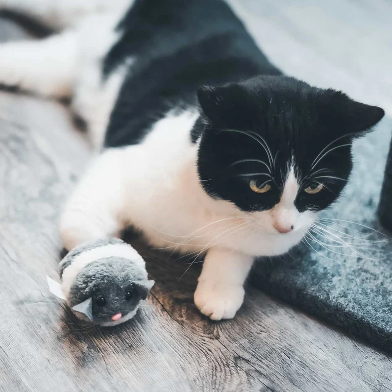 Souris vibreur pour Chat