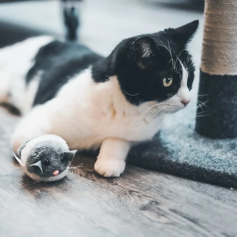 Souris vibreur pour Chat