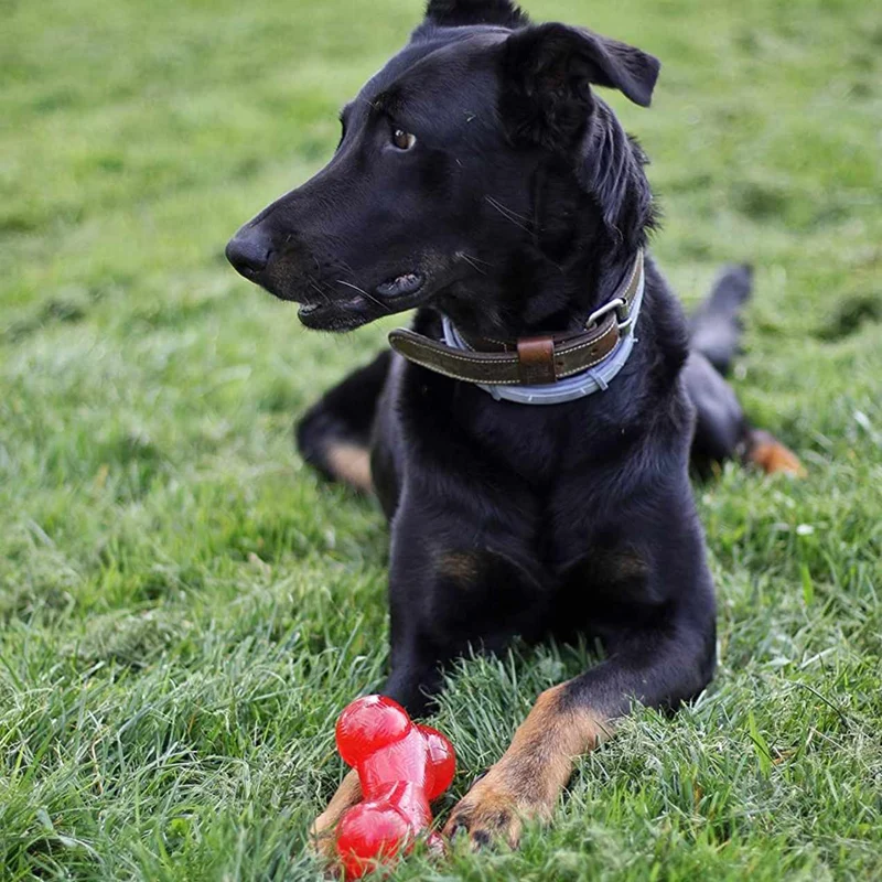 Os ultra résistant pour Chien