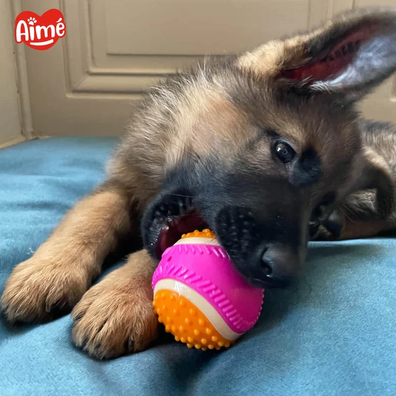 Balle rebondissante pour Chien 5 en 1