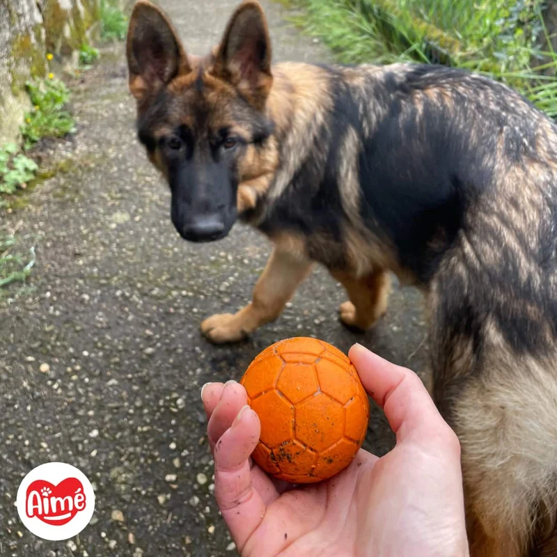 Balle en caoutchouc naturel pour Chien