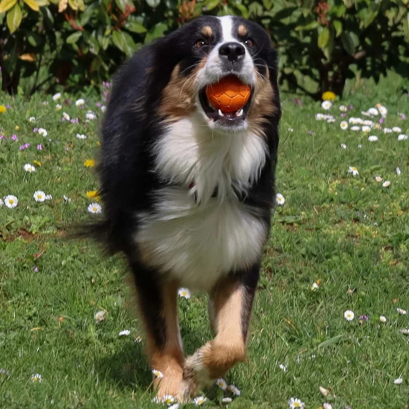 Balle en caoutchouc naturel pour Chien