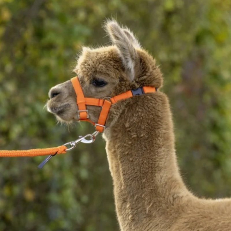Halster Alpaca verstelbaar 20mm