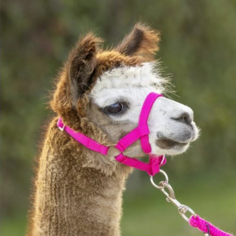 Halster Alpaca verstelbaar 20mm