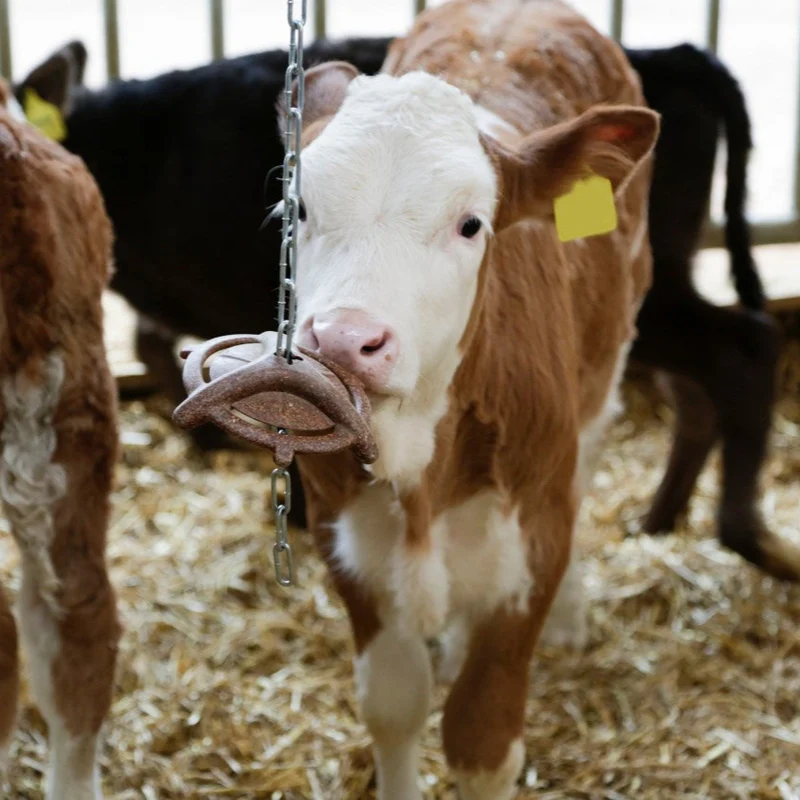 Bijtring voor kalveren - zonder ketting
