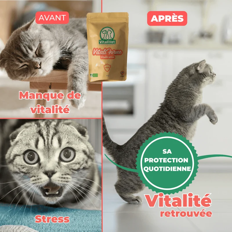 VitaliForme - Vitalité Active - chat