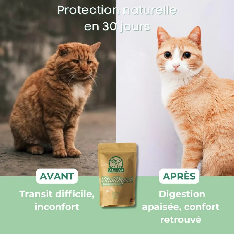 VitaliDigest - Équilibre Intestinal - chat