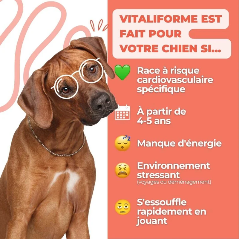 VitaliForme – Vitalité Active - chien