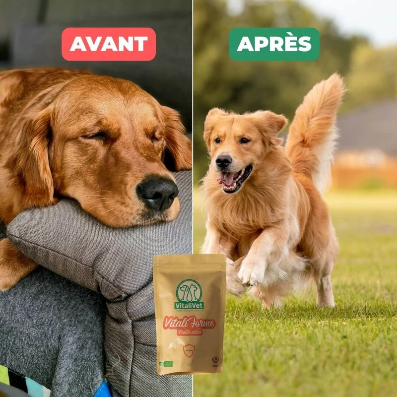 VitaliForme – Vitalité Active - chien