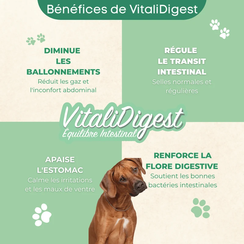 VitaliDigest – Équilibre Intestinal - chien
