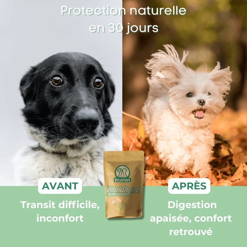 VitaliDigest – Équilibre Intestinal - chien