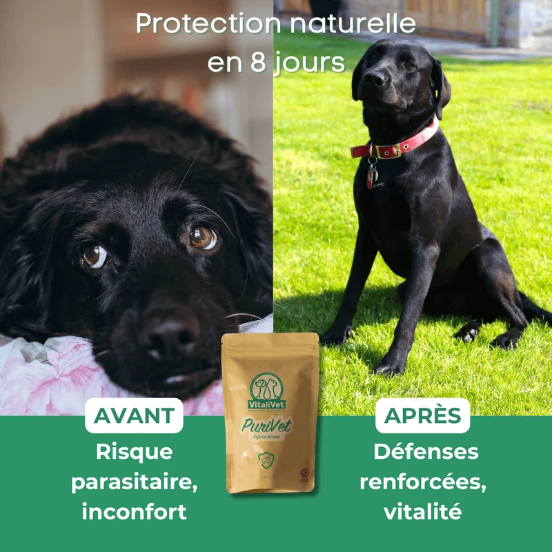 PuriVet – Défense Interne - chien