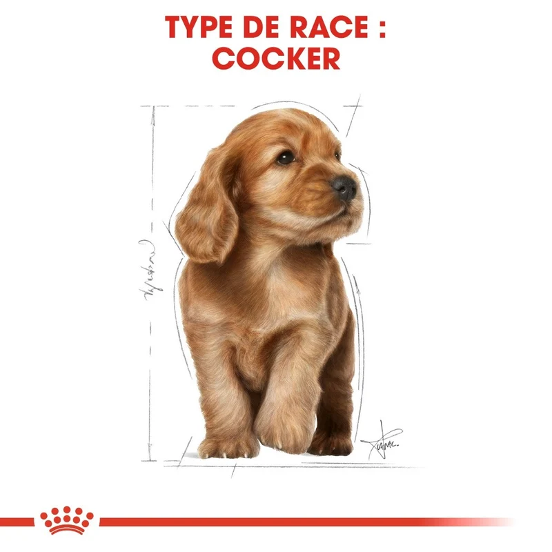 Royal Canin Cocker Puppy