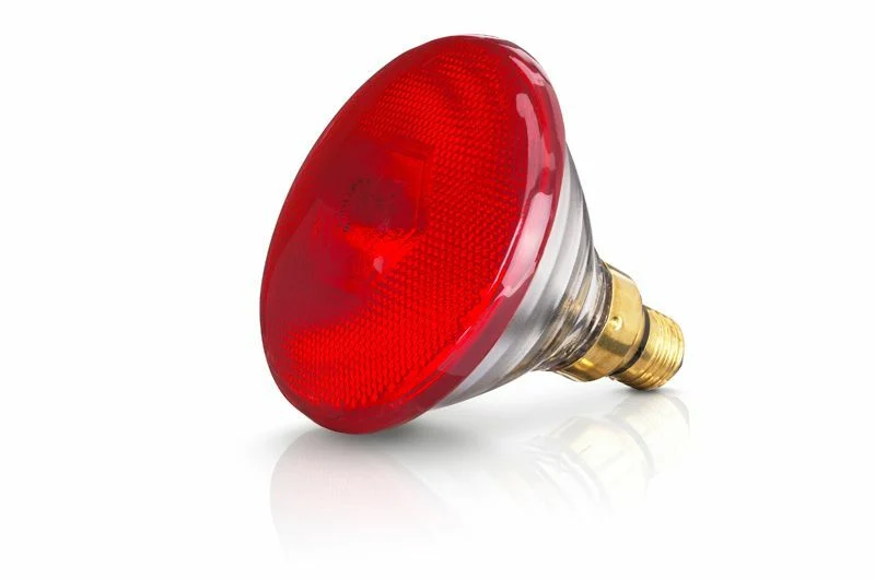 Warmtelamp EB 100W Rood Phillips