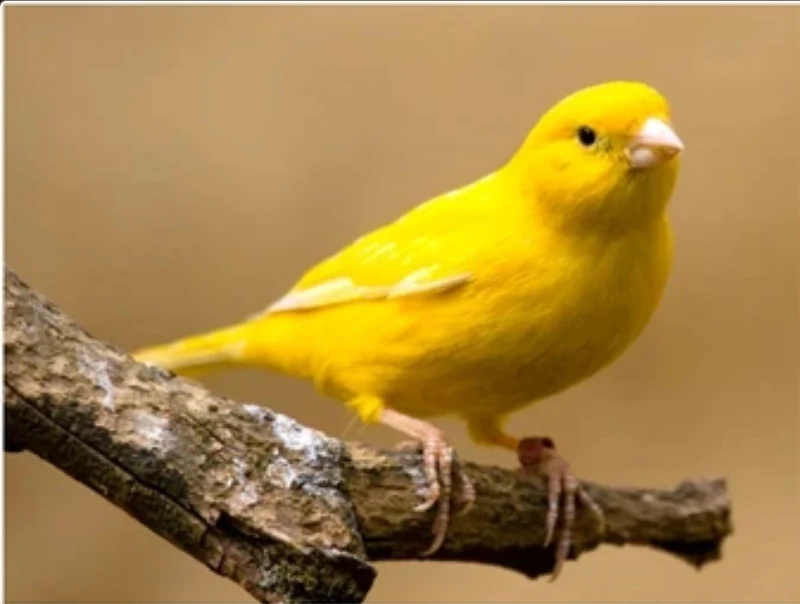 Giallo Rilucente 200 grammes (Rehausseur de couleur jaune) - Pineta Zootecnici