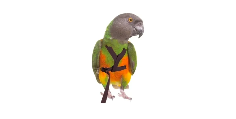 Harnais pour oiseau XL Noir PL2186 Petlala