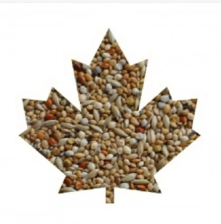 Manitoba Exotic extra fancy - Pinsons australiens - Périlla blanche - 20 kg