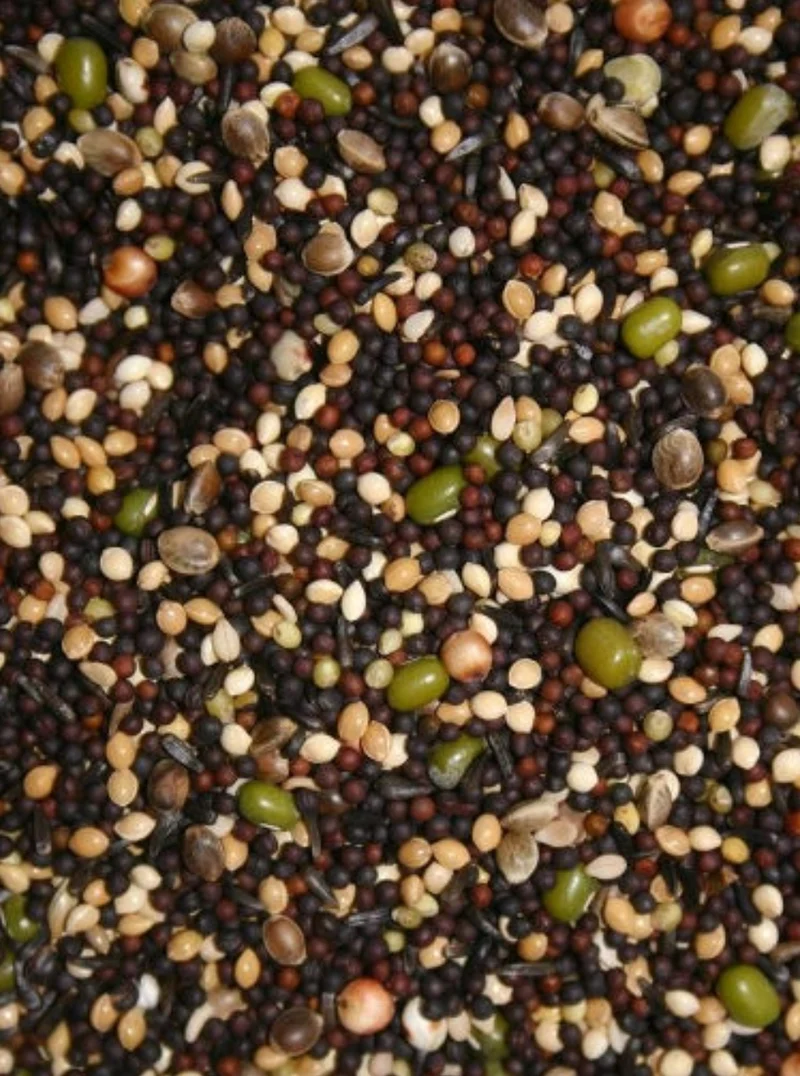 Semences germées 20 kg - Canaris et pinsons - BIRD-X