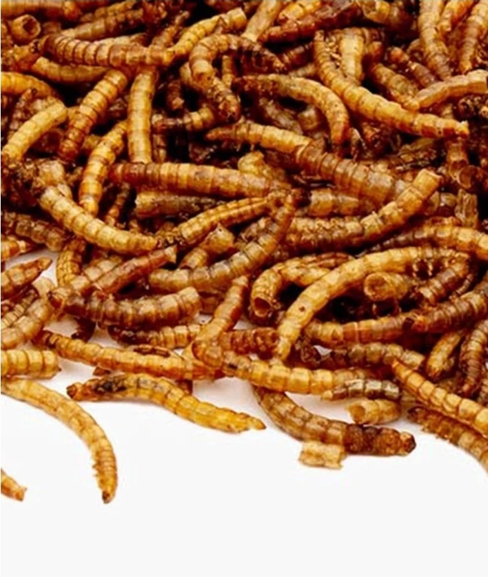 Vers de farine séchés en sac de 1 kg