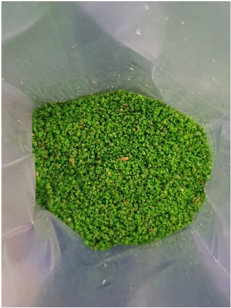 Verduri Nourriture aux œufs en vrac 1 kg (+ complexe de vitamines), à base de carotte, fenouil et tomate - Pineta Zootecnici