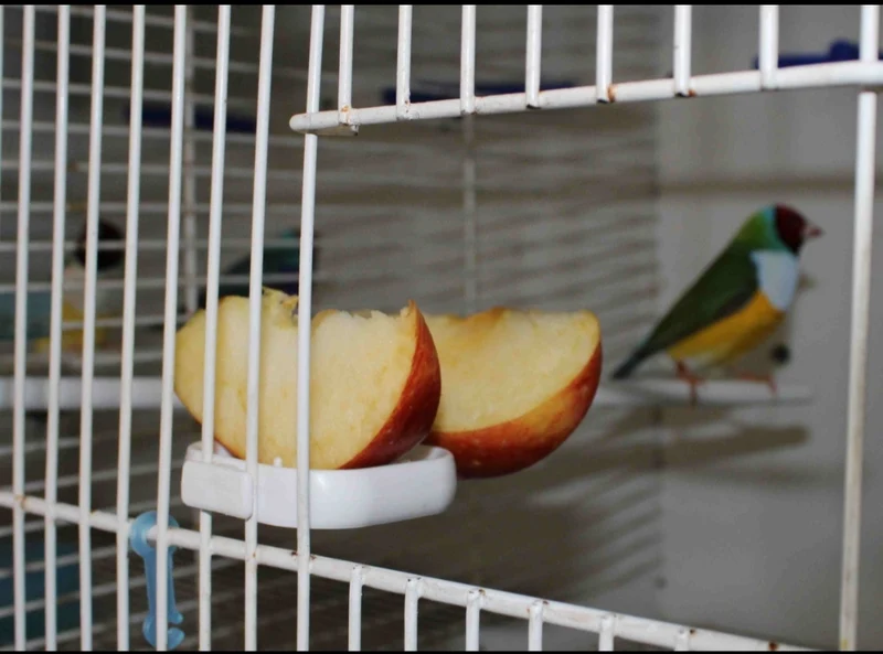 Porte-corbeille à fruits Floren « VERT » - Moldes Ave