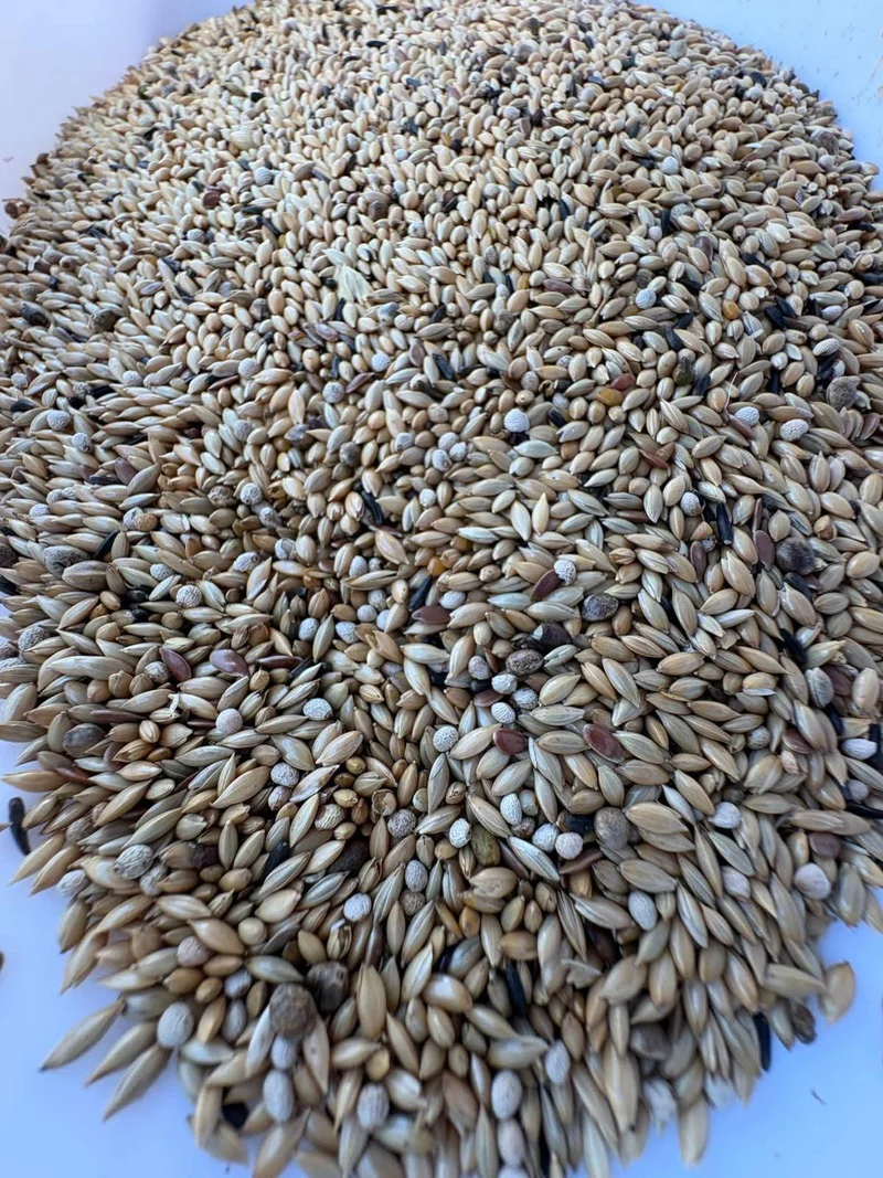 EXCELLENT Canari Sindore 4kg Ornizìn Special Seed