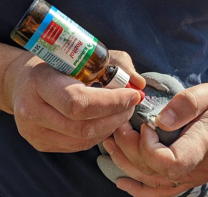 Gouttes Rohnfried Rozitol 50 ml (pour nettoyer et désinfecter les voies respiratoires supérieures)